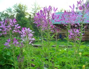 Of Many Generations Image